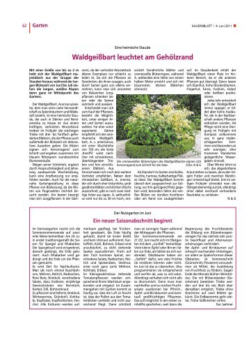 Waldgeißbart leuchtet am Gehölzrand