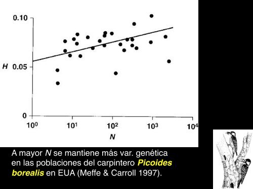 4VariacionEvolucion2b copy.pdf - Instituto de Ecología