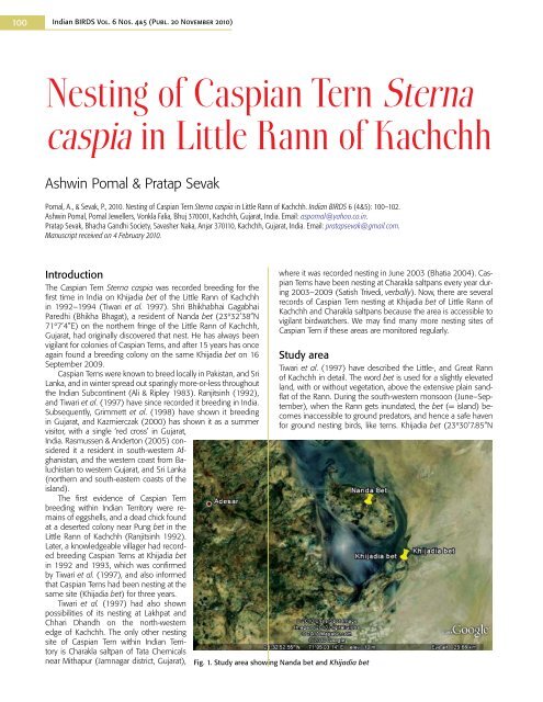 Nesting of Caspian Tern Sterna caspia in Little Rann ... - Indian Birds