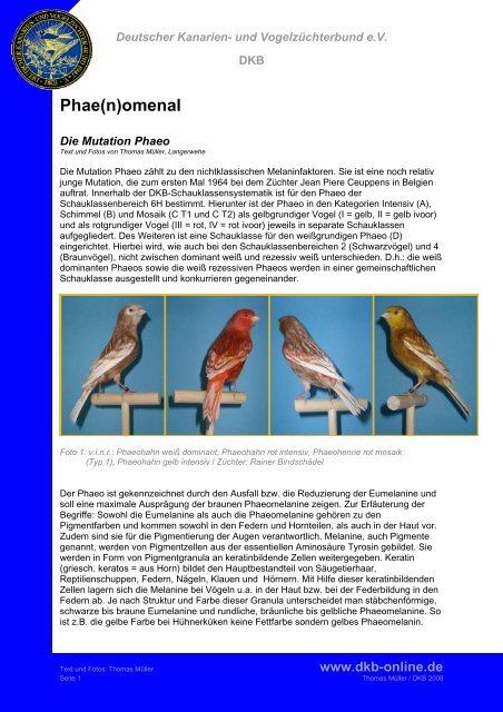 Phae(n)omenal - Deutscher Kanarien- und Vogelzüchter-Bund e.V.