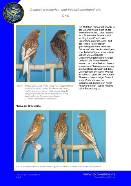 Phae(n)omenal - Deutscher Kanarien- und Vogelzüchter-Bund e.V.