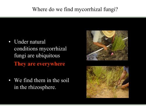 Selection of mycorrhizal inoculum for California Native Plants