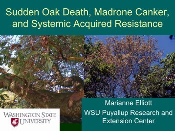 Sudden Oak Death, Madrone Canker, and Systemic Acquired ...