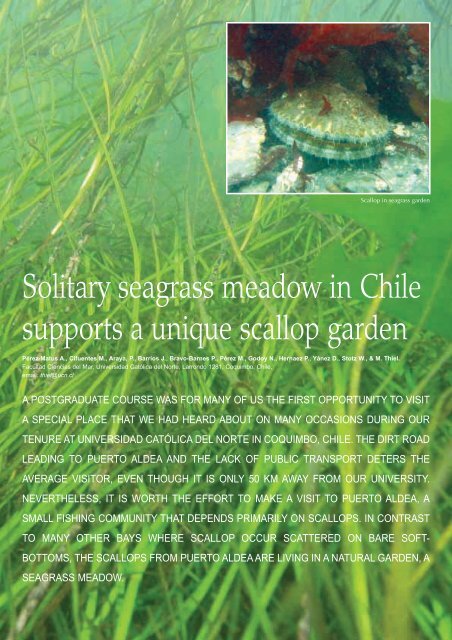 Solitary seagrass meadow in Chile supports a unique ... - Bedim