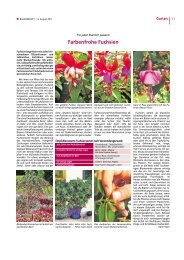 Farbenfrohe Fuchsien