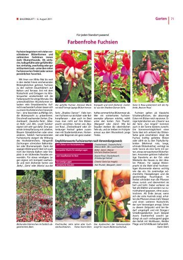 Farbenfrohe Fuchsien