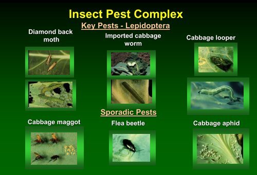 Insect pest management in cabbage - Russell Labs Site Hosting