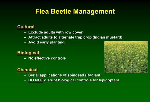 Insect pest management in cabbage - Russell Labs Site Hosting