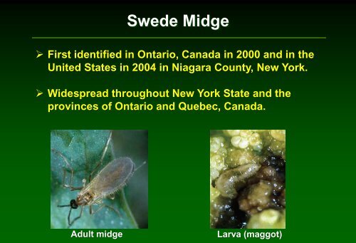 Insect pest management in cabbage - Russell Labs Site Hosting