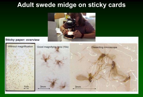 Insect pest management in cabbage - Russell Labs Site Hosting