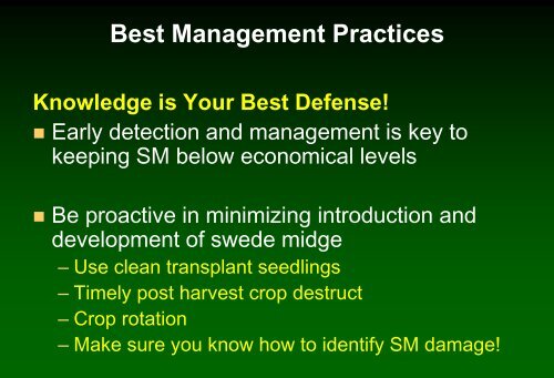 Insect pest management in cabbage - Russell Labs Site Hosting