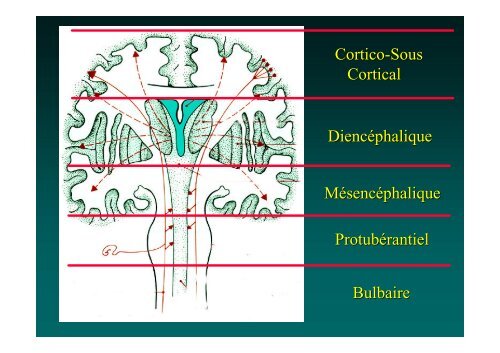 Examen Clinique et Surveillance d'un coma d'origine neurologique