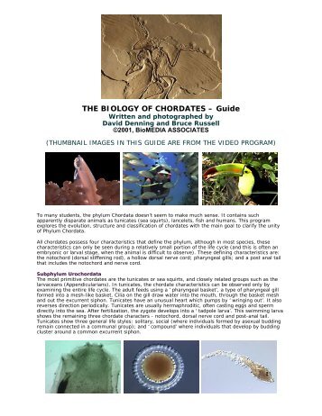 Biology of chordates video guide. - Distribution Access