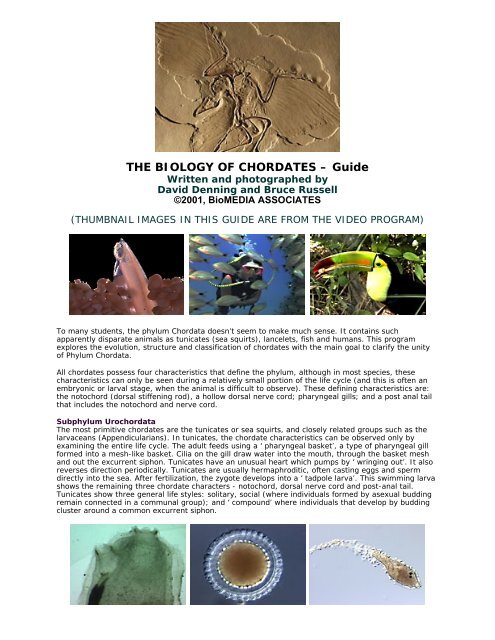 Biology of chordates video guide. - Distribution Access