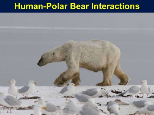 WWF's Circumpolar Human-Polar Bear Conflict Reduction and ...