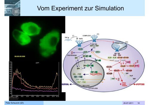 Biologische Systeme - Technische Kybernetik