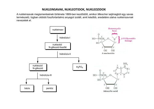 Nukleinsavak és egyéb természetes anyagok - Szerves Kémiai ...