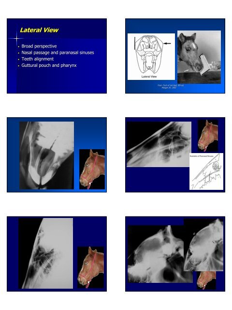 Equine Skull and Spine Equine Skull and Spine Radiography