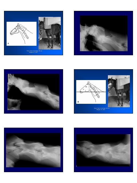 Equine Skull and Spine Equine Skull and Spine Radiography