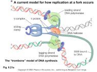 The âtromboneâ model of DNA synthesis