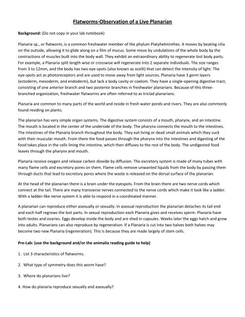 Planarians lab report image