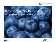 Wild berries in North Sweden - VÃ¤sterbotten Investment Agency