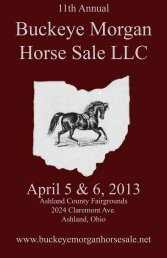 Buckeye Morgan Horse Sale LLC - Buckeyemorganhorsesale.net