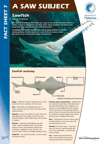 Sawfish - Marine Education Society of Australasia
