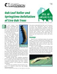 Oak Leaf Roller and Springtime Defoliation of Live Oak Trees
