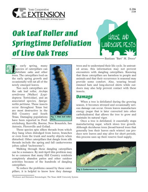 Oak Leaf Roller and Springtime Defoliation of Live Oak Trees