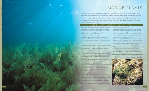 MARINE PLANTS - UAE Interact