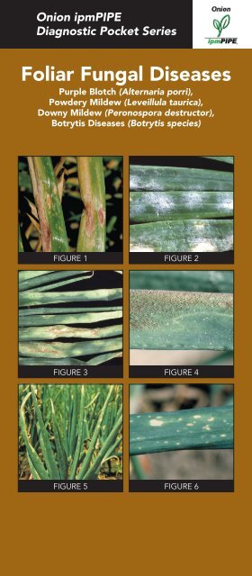 Foliar Fungal Diseases (pdf) - Planalytics