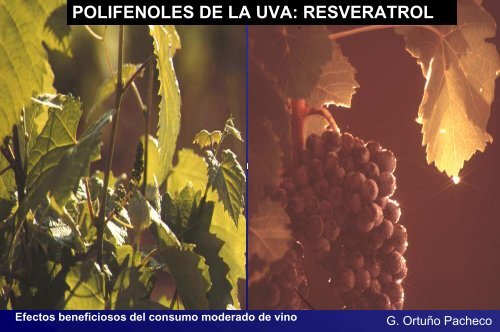 Efectos beneficiosos del consumo moderado de vino - Coag