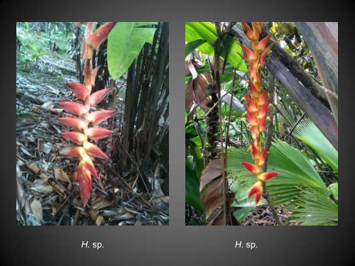 Heliconias currently in cultivation in Puerto Rico - Heliconia Society ...