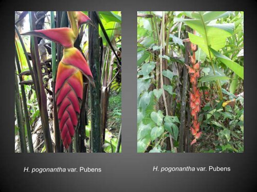 Heliconias currently in cultivation in Puerto Rico - Heliconia Society ...