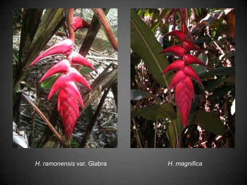 Heliconias currently in cultivation in Puerto Rico - Heliconia Society ...