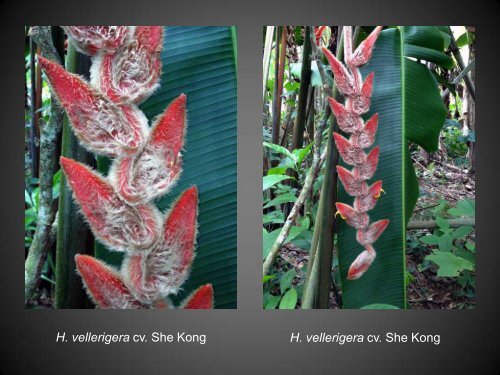 Heliconias currently in cultivation in Puerto Rico - Heliconia Society ...