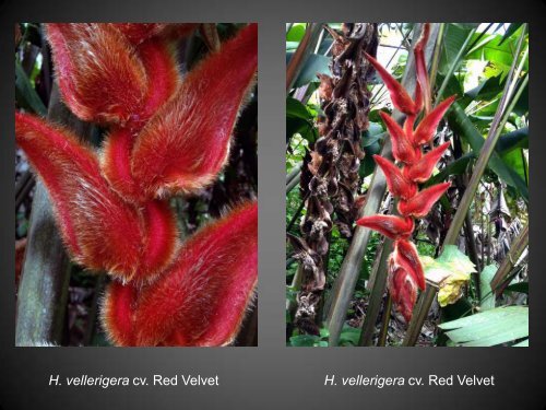 Heliconias currently in cultivation in Puerto Rico - Heliconia Society ...