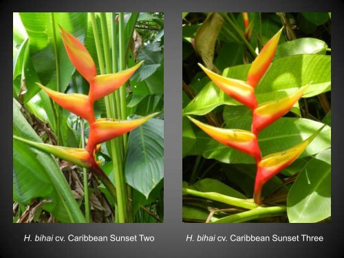 Heliconias currently in cultivation in Puerto Rico - Heliconia Society ...