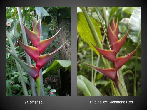 Heliconias currently in cultivation in Puerto Rico - Heliconia Society ...