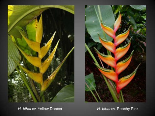 Heliconias currently in cultivation in Puerto Rico - Heliconia Society ...