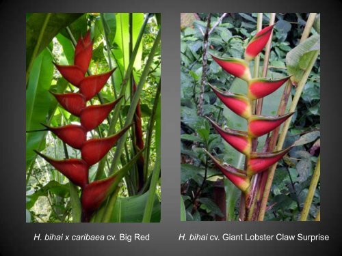 Heliconias currently in cultivation in Puerto Rico - Heliconia Society ...