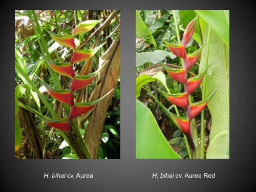 Heliconias currently in cultivation in Puerto Rico - Heliconia Society ...