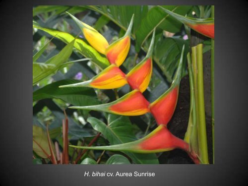 Heliconias currently in cultivation in Puerto Rico - Heliconia Society ...