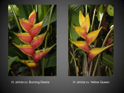 Heliconias currently in cultivation in Puerto Rico - Heliconia Society ...