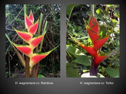 Heliconias currently in cultivation in Puerto Rico - Heliconia Society ...