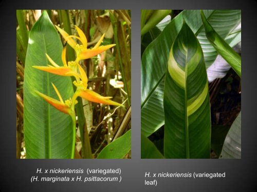 Heliconias currently in cultivation in Puerto Rico - Heliconia Society ...
