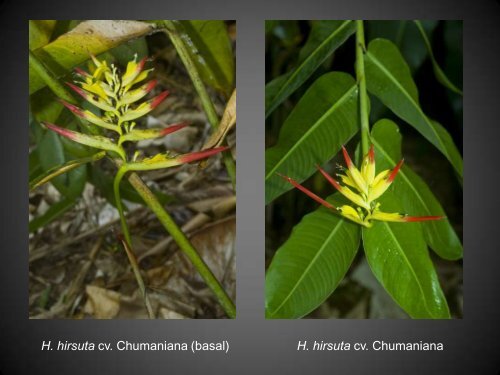 Heliconias currently in cultivation in Puerto Rico - Heliconia Society ...