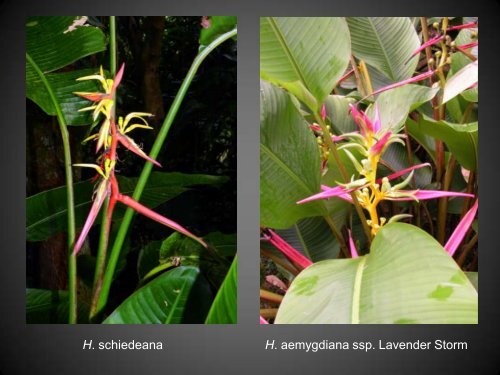 Heliconias currently in cultivation in Puerto Rico - Heliconia Society ...