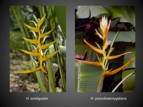 Heliconias currently in cultivation in Puerto Rico - Heliconia Society ...